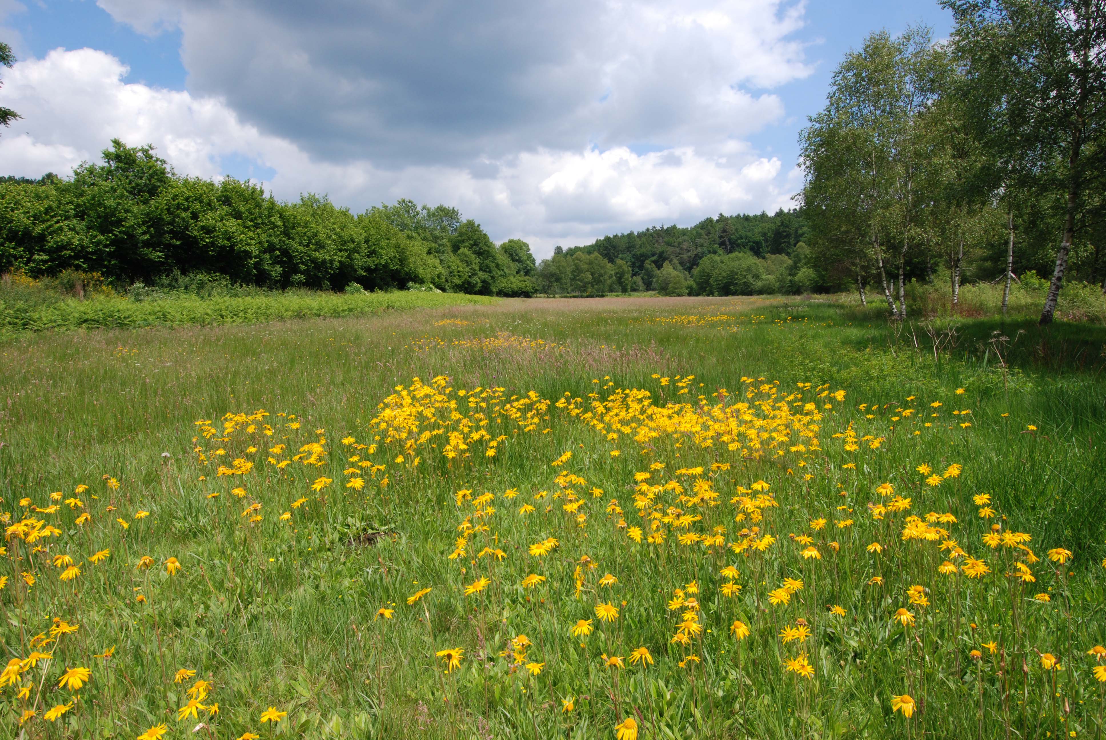 Alligny-58_Prairie-a-Arnica_O-Bardet_min