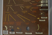 Clé d'identification des petites bêtes du sol_min