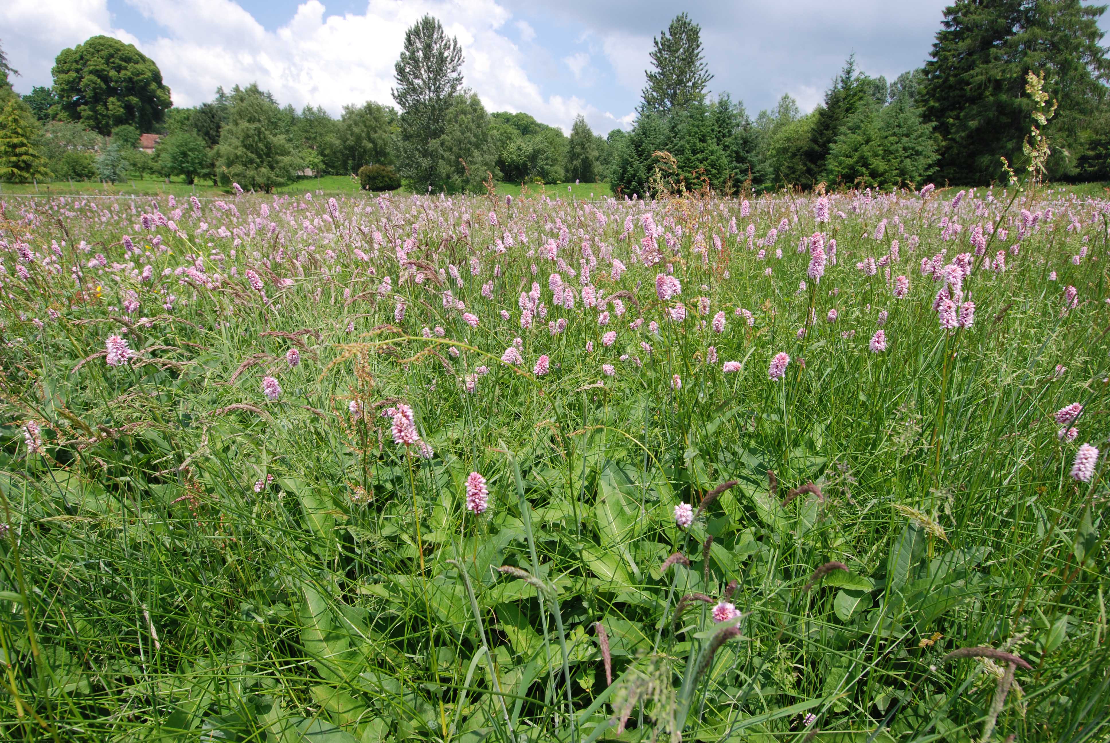 St-Brisson-58_Prairie-a-Bistorte_O-Bardet_min