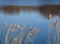 ATELIER NATURE: Découverte du lac des Settons et d’une tourbière