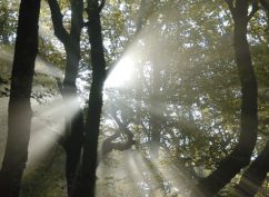Le Vent sur l’arbre – Musique classique à Bibracte