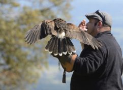 Démonstrations de rapaces en vol libre à Bibracte
