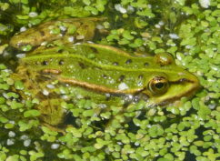 ATELIER NATURE: Fréquence grenouille