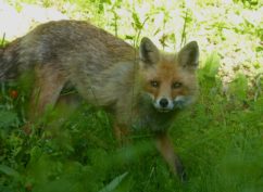 ATELIER NATURE: sur la piste des animaux de la forêt