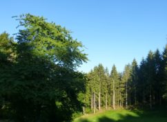 ATELIER NATURE « forêt par -ci par là, forêt dans tous ses états »