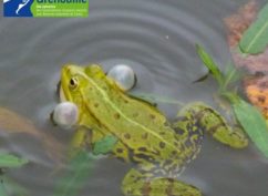 Atelier nature « plongée insolite au coeur de la mare »