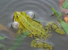 ATELIER NATURE « plongée insolite au cœur de la mare »