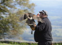 Une balade en compagnie de rapaces à Bibracte