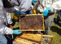 Atelier « les ruchers du Parc du Morvan »
