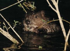FÊTE DE LA NATURE « conférence sur le castor »