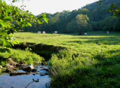 « Zones humides et biodiversité » Dans le cadre de la journée mondiale des zones humides