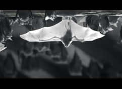 FÊTE DE LA NATURE « une vie de grand rhinolophe »