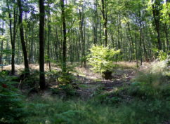 Journée internationale des forêts