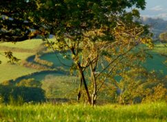 » Balade entre bois et rivières : la boucle de la Motte-Ternant » ENS2020