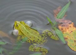ATELIER NATURE « Plongée insolite au coeur de la mare »