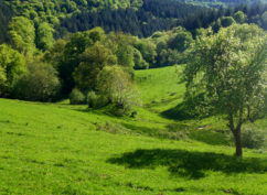 Balade nature: « à la découverte du Morvan »