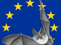 « Nuit internationale de la chauve-souris » balade nocturneENS2020