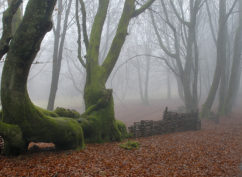 Entre chien et loup