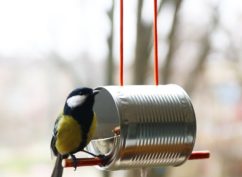 Des activités nature, à faire chez soi : la mangeoire