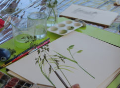 Stage d’illustration botanique « Plantes d’été et cabinet de curiosité »