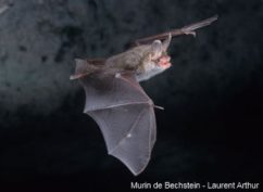 La faune nocturne du saut de Gouloux