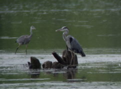 Balade crépusculaire au petit lac de Pannecières