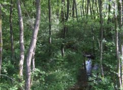 Fragile tourbière : à la découverte des sources de l’Yonne