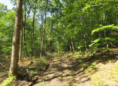 Balade forestière à deux voix