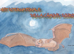 NUIT INTERNATIONALE DE LA CHAUVE-SOURIS