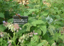 Avallon, visite des Jardins Terrasses : Patrimoine et plantes sauvages