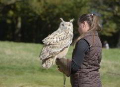 Présentation de rapaces en vol libre à Bibracte