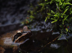 Le réveil des amphibiens