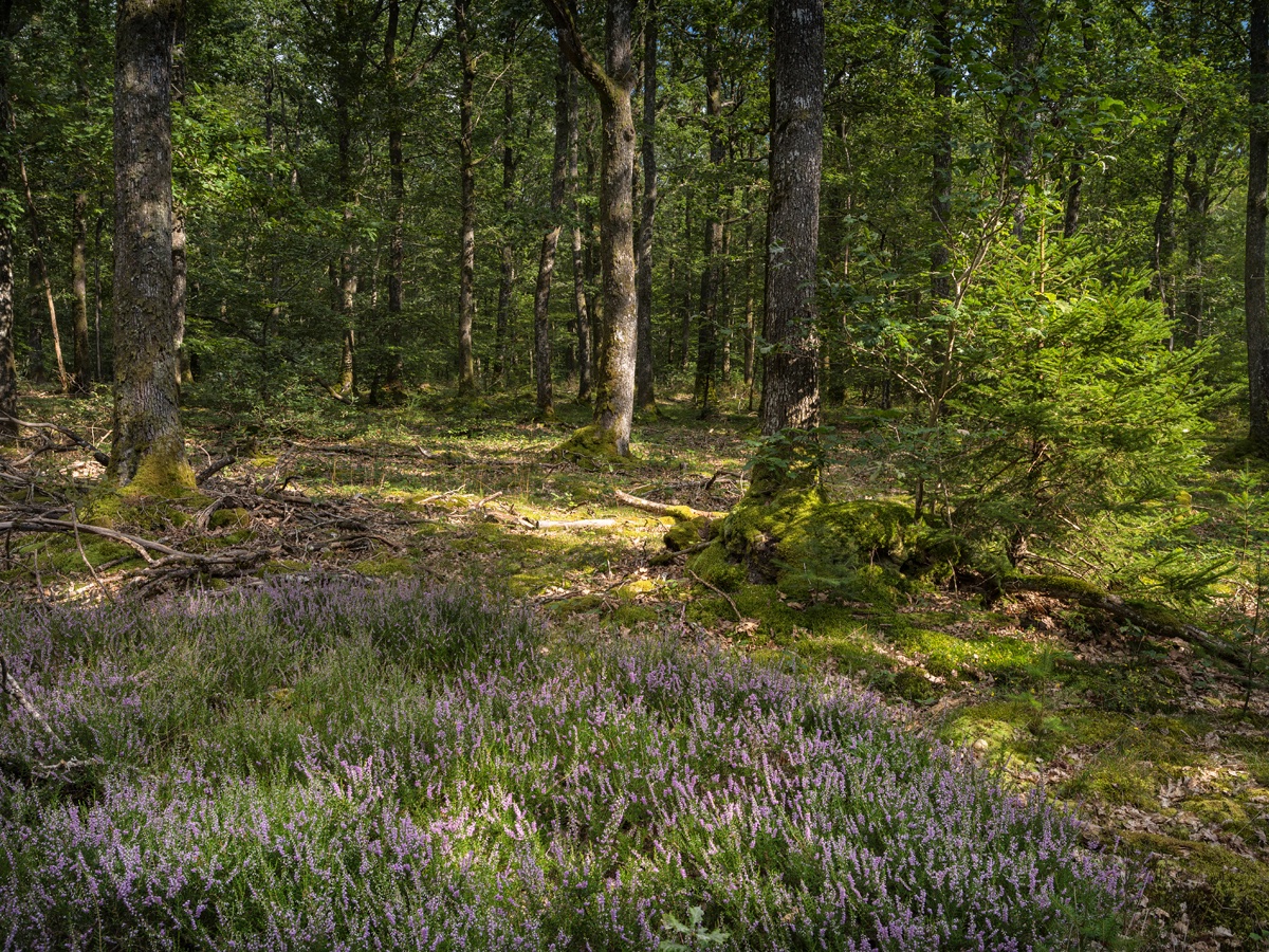 forêt lauréate du SylvoTrophée 2021 appartenant au CHU de Dijon Bourgogne ©Emmanuel Boitier