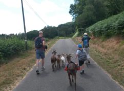 L’apprenti berger : balade avec les chèvres