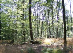 JOURNEE INTERNATIONALE DES FORÊTS 2022