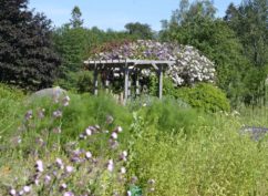 A la rencontre des fleurs sauvages du Morvan