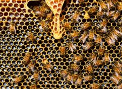 Pelotes de pollen