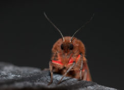 Découverte des papillons de nuit à Autun (71)