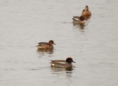 Balade nature : les oiseaux du lac de Pannecière