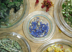 Stage botanique et usages des plantes (5 jours)