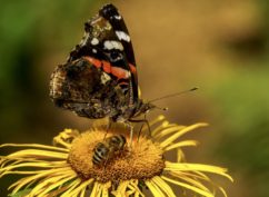 Journée de la Biodiversité