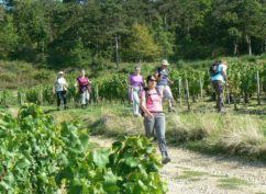 Balade des Vins de Vézelay