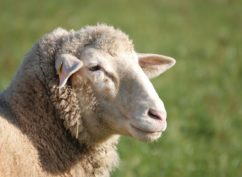 Foire-concours aux ovins