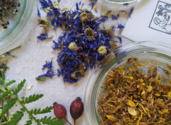 Stage botanique et usages des plantes