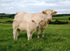 Concours de reproducteurs charolais d’Autun