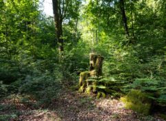 JOURNEE INTERNATIONALE DES FORETS