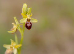 Découverte des orchidées et des fleurs sauvages