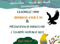 Balade ornithologique