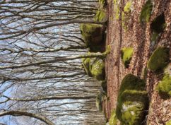 « Fais comme l’oiseau » la nuit des forêts du groupement forestier pour la sauvegarde des feuillus du Morvan