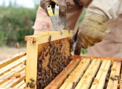 Stage d’initiation à l’apiculture